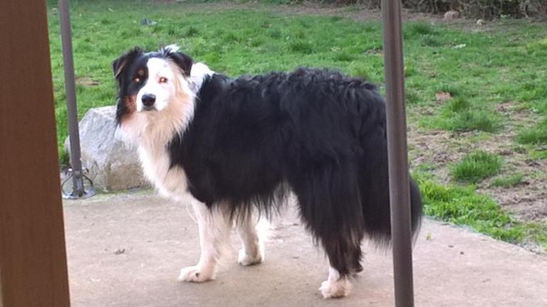 Letty, nouvelle louloute, Berger Australien
