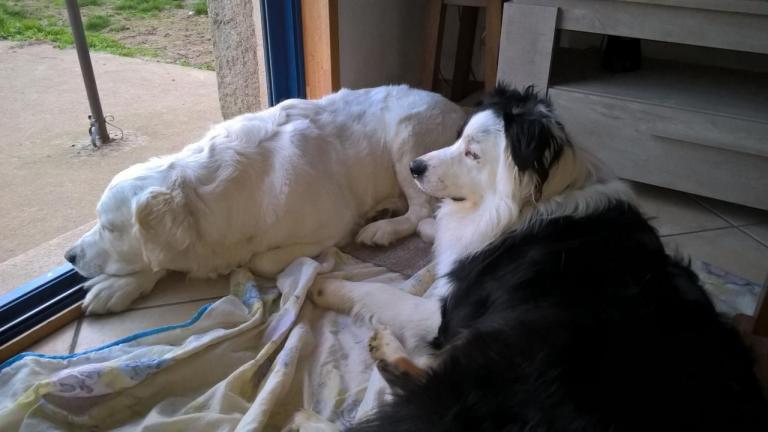 Letty et Laya