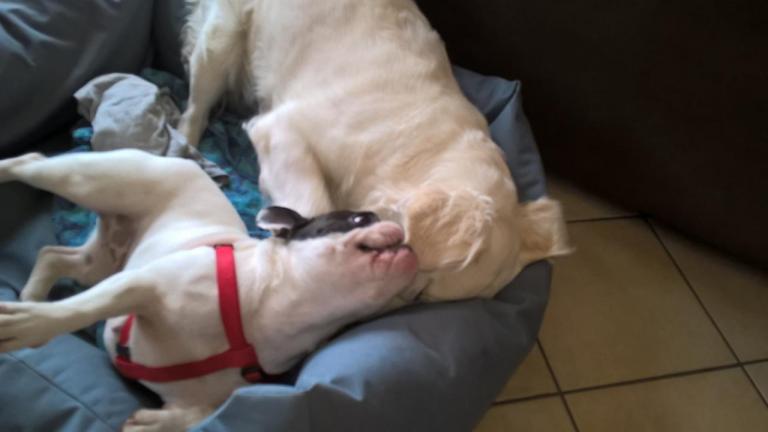 Laya p'tite Bouledogue Français et notre Laya Golden